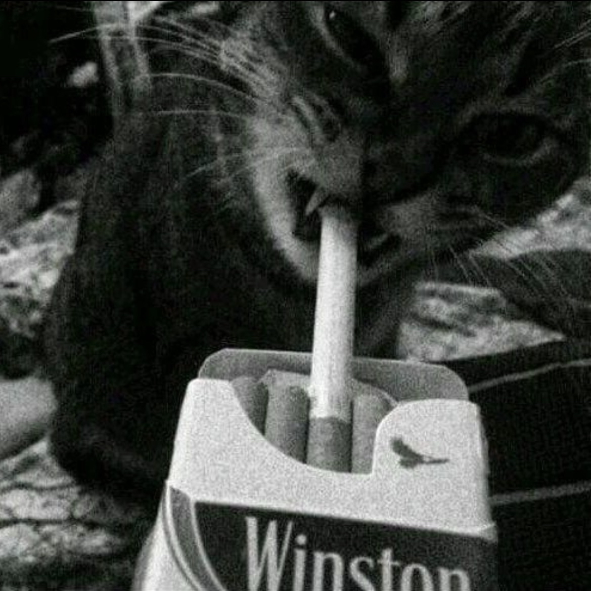 Puchatek